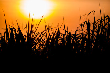 Sunset over sugar cane field.