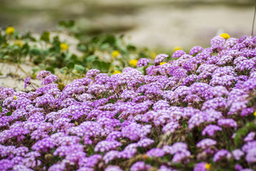 Obraz premium Pink Sand Verbena (Abronia umbellata) wildflowers blooming on the coast of the Pacific Ocean, Santa Cruz, California