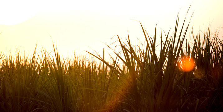 Sunset Over Sugar Cane Field.