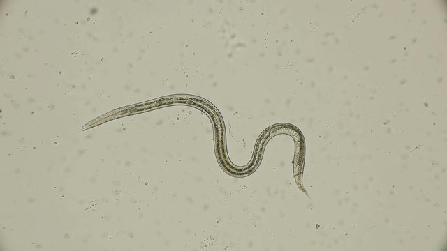 roundworm nematode Turbatrix aceti