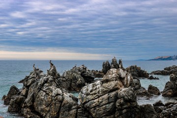 Seagulls resting under stones of the pacific ocean