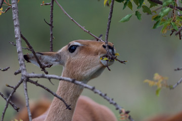 Impala in Kruger National Park
