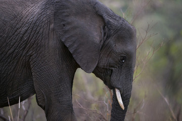 Grey African Elephant in Kruger natinal park, South Africa