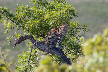 Leophard in Kruger