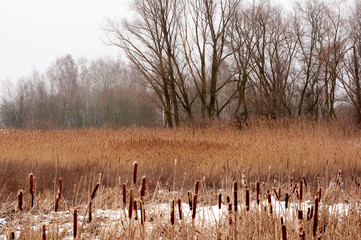 Winter landscape with trees and reeds. Calm nature on a cloudy day. Ukraine Kiev region