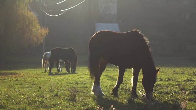 Three horses chewing grass on a lawn. Slow motion
