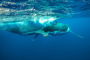Obraz premium Humpback Whale, Tonga