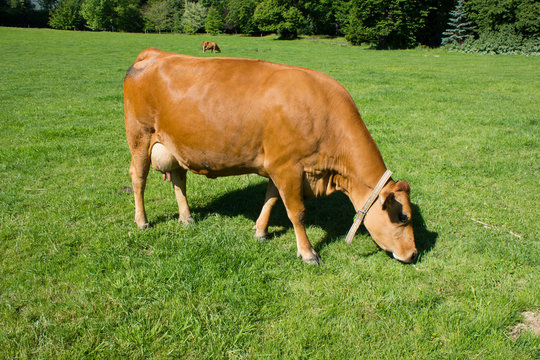 vache tarine qui broute