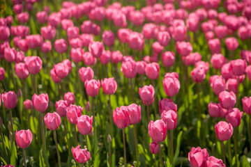 Pink Tulips from London, UK