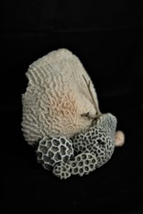 petrified coral