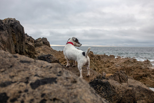 Animal Chien Jack Russel