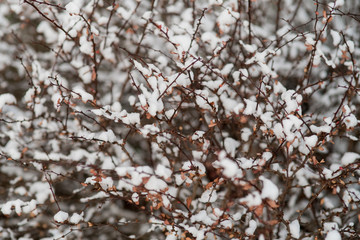 thorny brown bushes with snow
