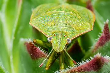 Green Stink bug Camouflaged On A Leaf