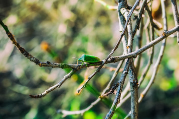 green