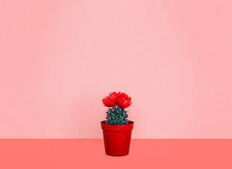 Small cactus in a flowerpot on a trendy background.