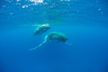 Humpback Whale, Tonga