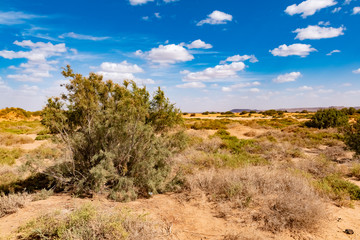 Dry desert with green small plants in southern Morocco, Erg Chebbi, Morocco in Africa