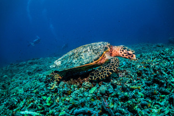 Obraz na płótnie Canvas Green and hawksbill sea turtles swimming and resting in clear ocean. Coral reef and divers in the background