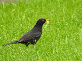 Bird on Grass