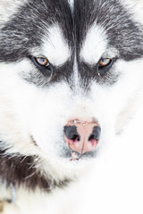 Close-up portrait of a black and white husky sled dog in Iqaluit, Nunavut © Jef