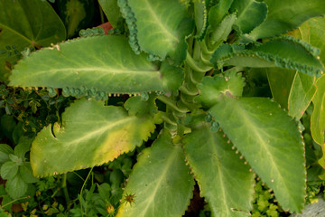 poppy plant