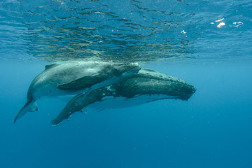 Humpback Whale, Tonga
