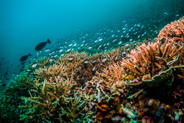 Fototapeta na wymiar Underwater scuba diving scene, beautiful and healthy soft and hard corals surrounded by lots of tiny tropical fish. Bright colors, vibrant and lively, blue ocean background