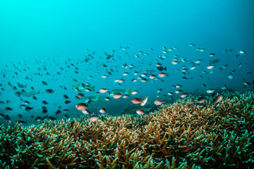 Fototapeta na wymiar Underwater scuba diving scene, beautiful and healthy soft and hard corals surrounded by lots of tiny tropical fish. Bright colors, vibrant and lively, blue ocean background