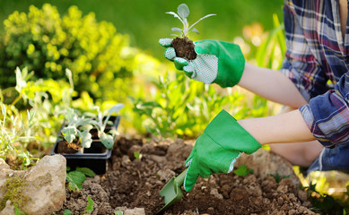 Woman planting seedlings in bed in the garden at summer sunny day