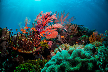 Naklejka na ściany i meble Underwater scuba diving scene, beautiful and healthy soft and hard corals surrounded by lots of tiny tropical fish. Bright colors, vibrant and lively, blue ocean background