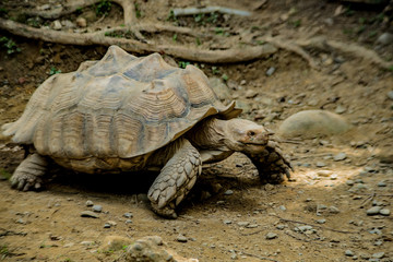 Sulcata