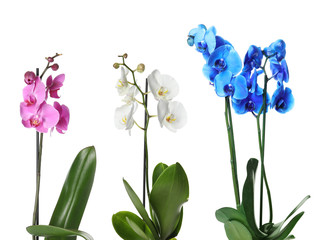 Set with different color orchid flowers on white background