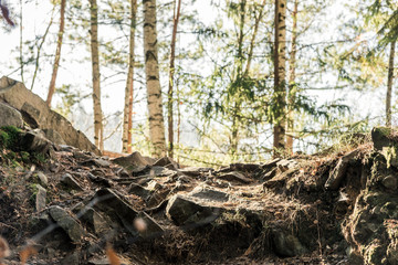 coniferous forest of trees with a full frame trail