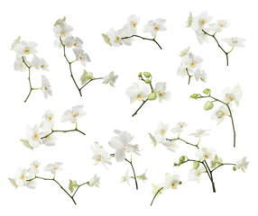 Set with beautiful orchid flowers on white background