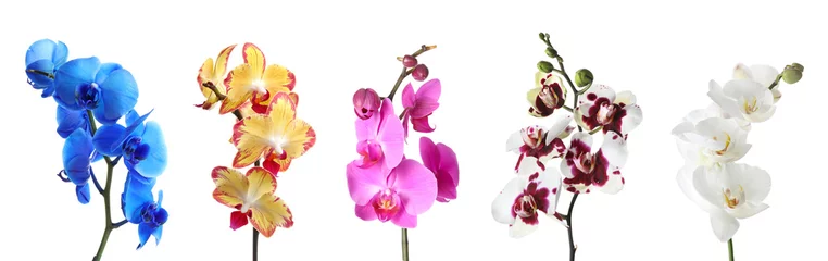 Keuken foto achterwand Orchidee Set met verschillende kleuren orchideebloemen op witte achtergrond