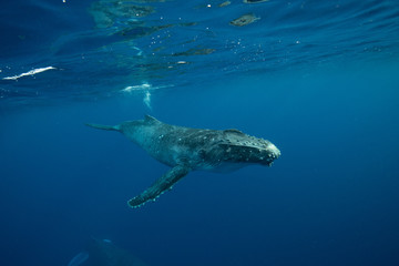 Obraz premium Humpback Whale