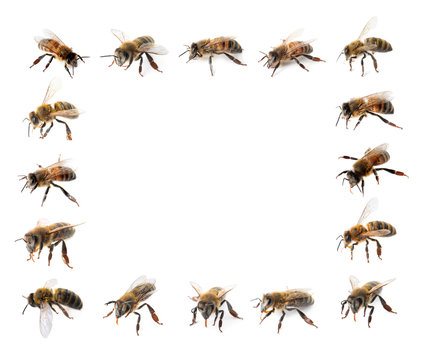 Frame of honey bees with space for text on white background