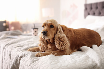 Cute Cocker Spaniel dog on bed at home. Warm and cozy winter