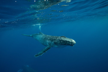 Humpback Whale