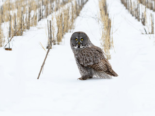 Great Gray Owl Sitting on Snow in the Field in Winter