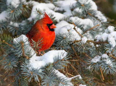 Northern Cardinal Male Perched on Blue Spruce  in Winter