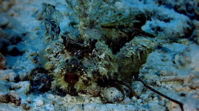 Devil scorpionfish (Inimicus didactylus), is crawling on the sandy seabed of Raja ampat, Indonesia