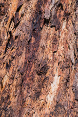 Close up of the colorful bark of an eucalyptus tree, California