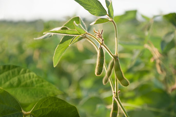 Young soybean pods in a soybean field on a sunny day. - obrazy, fototapety, plakaty