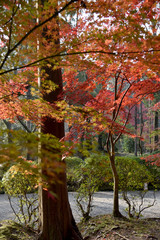 Obraz premium 秋の風景