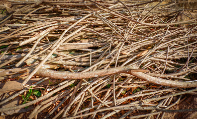 tree branch dry / pile of branch many on ground for firewood background - dry wood on sunlight