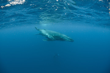 Humpback Whale