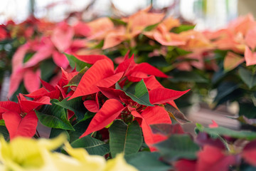 Holiday pointsettias at the greenhouse - full frame floral background