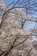 Branches with Cherry Blossoms