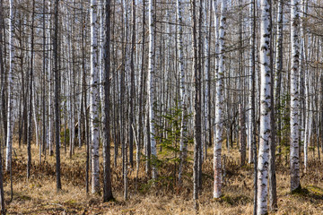 Obraz premium Birch grove. Autumn or spring forest. Nature background.